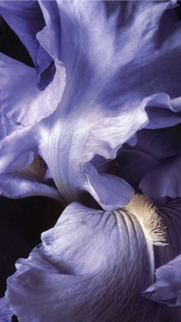 Middle notes visual: Damascena Rose,Grasse Rose,Orris