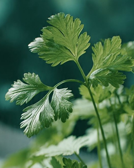 Top notes visual: Coriander