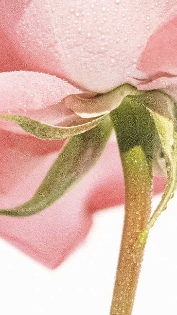 Middle notes visual: Cinnamon,Iris,Jasmin,Rose