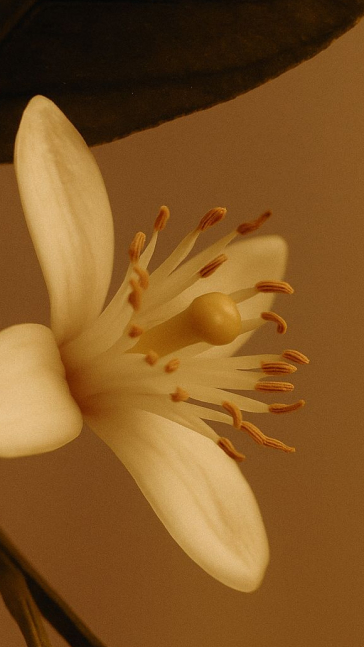 Middle notes visual: Champaca Flower,Orris Absolute,Rose,Tea