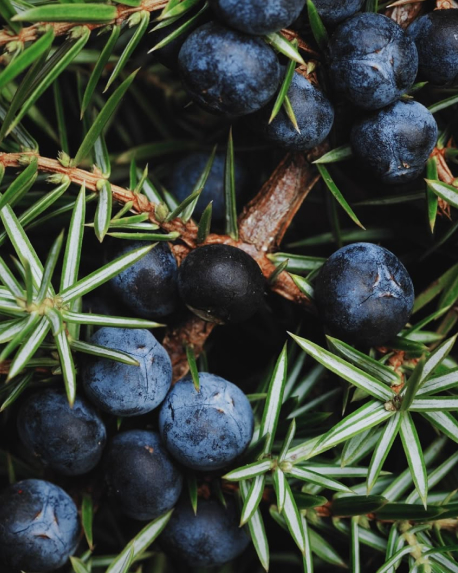 Top notes visual: Cypress Wood,Juniper Berries