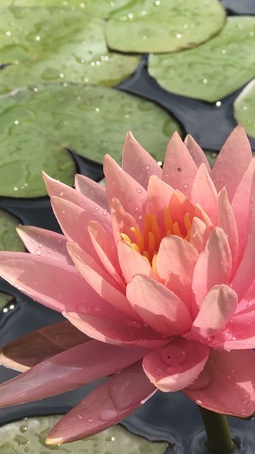 Middle notes visual: Rose,Water Lily