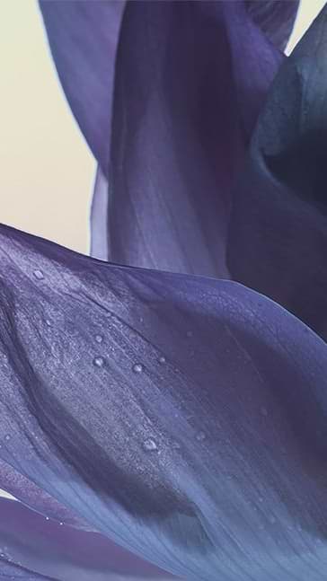Middle notes visual: Turkish Rose,Tuscan Iris