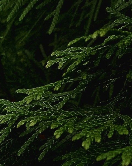 Top notes visual: Bergamot,Ceylon Cinnamon,Cypress,Juniper Berry