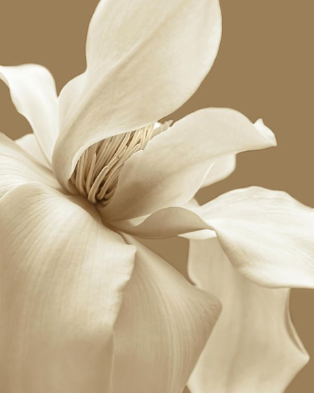 Top notes visual: White Blossoms