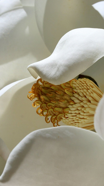 Middle notes visual: Magnolia,Narcissus,Orris