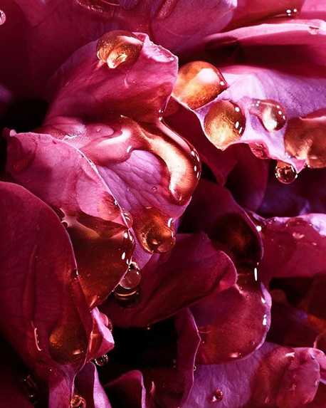 Top notes visual: Bulgarian Rose,Geranium