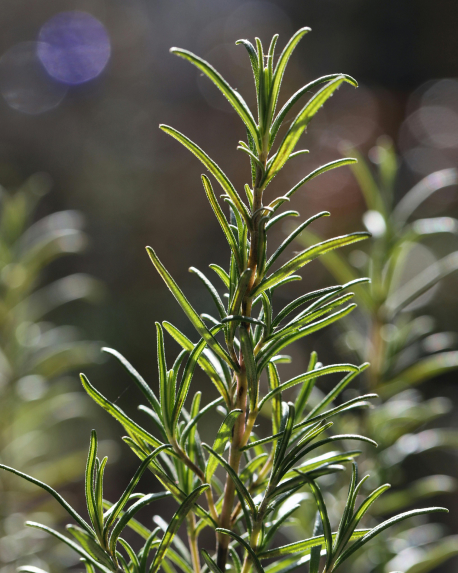 Top notes visual: Rosemary,Rum