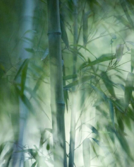 Top notes visual: Bamboo,Elemi,Hinoki Wood