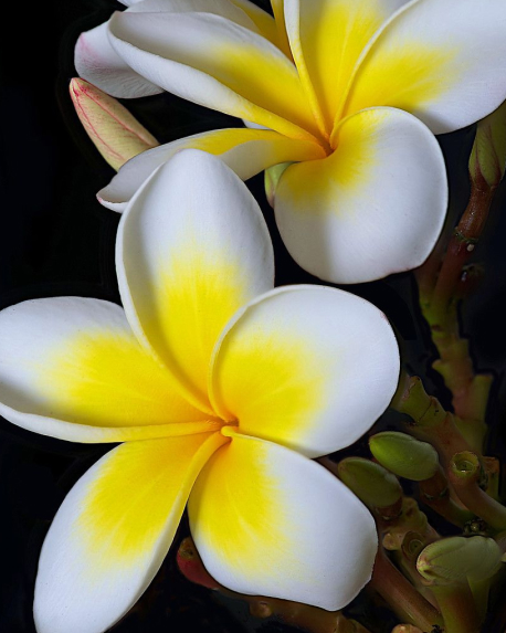 Top notes visual: Mandarin,Plum