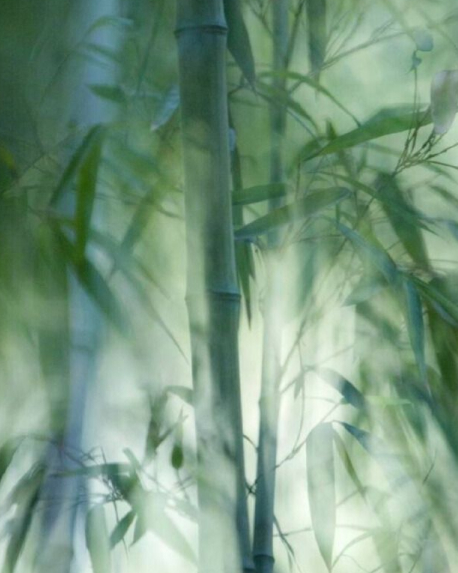 Top notes visual: Almond,Bamboo,Basil,Kiwi