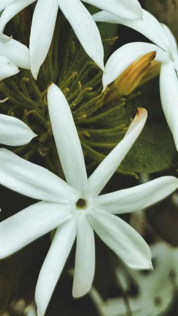 Middle notes visual: Clary Sage,Jasmine
