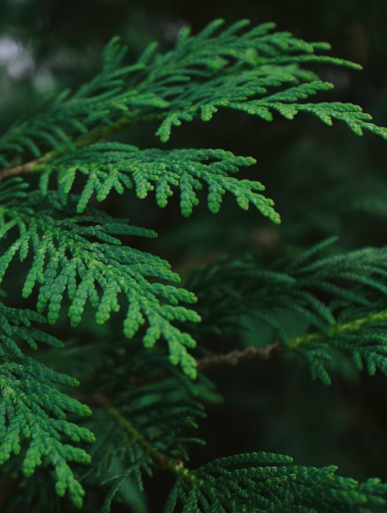 Base notes visual: Galbanum,Mate,Virginian Cedar