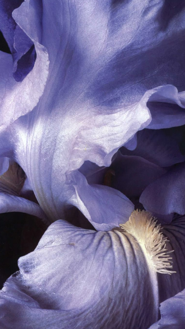 Middle notes visual: Iris,Lavender,Rose