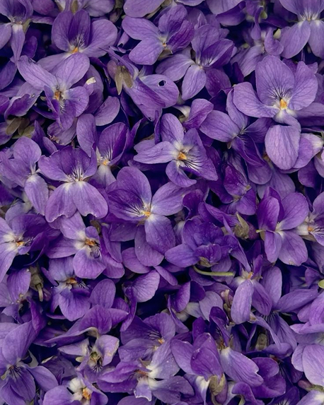 Top notes visual: Lily Of The Valley,Rose,Violet