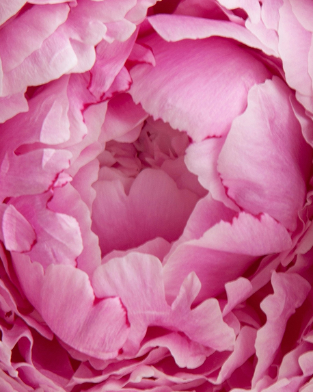 Top notes visual: Bergamot,Freesia,Peony
