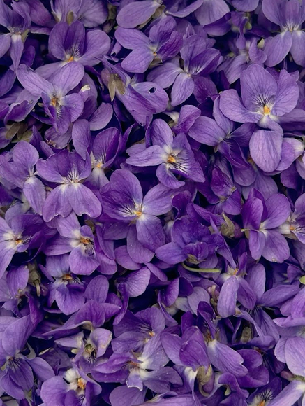 Base notes visual: Violet