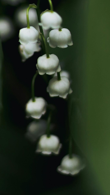 Middle notes visual: Lily Of The Valley,Raspberry