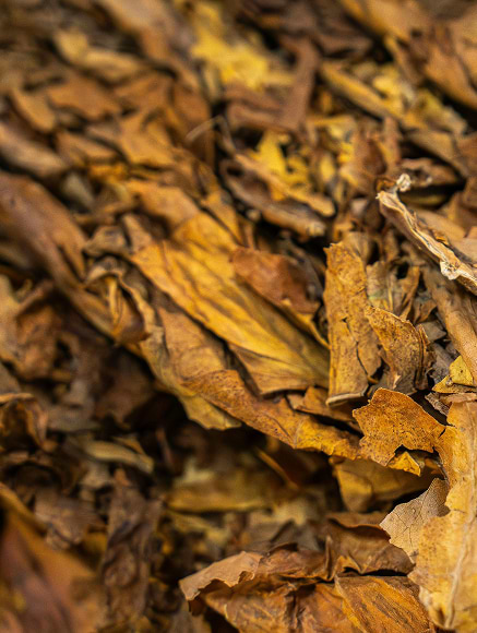 Base notes visual: Madagascar Vanilla,Oakmoss