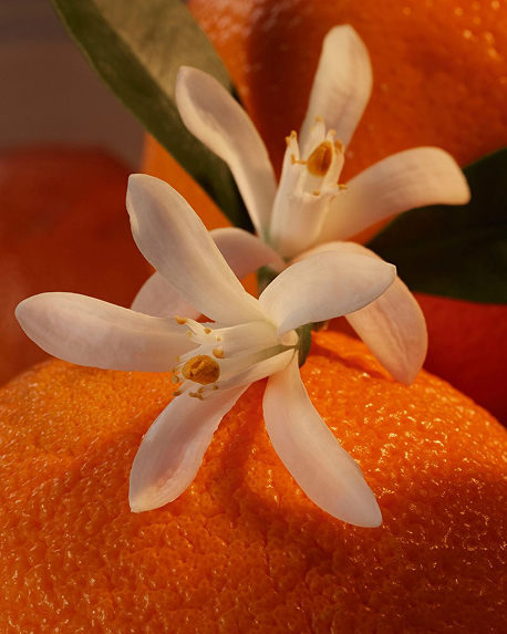 Top notes visual: Bergamot,Orange Blossom,Plum