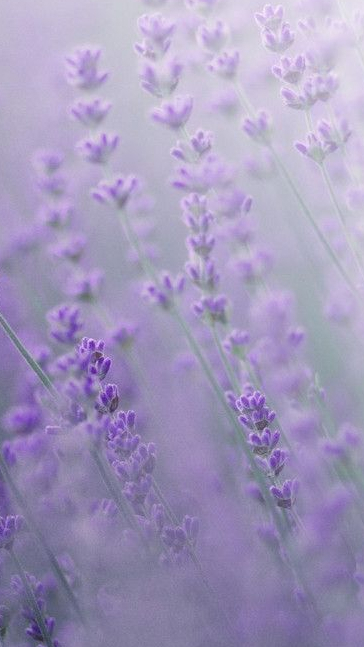 Middle notes visual: Lavender,Pepper