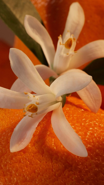 Middle notes visual: Eucalyptus,Lavender,Orange Blossom