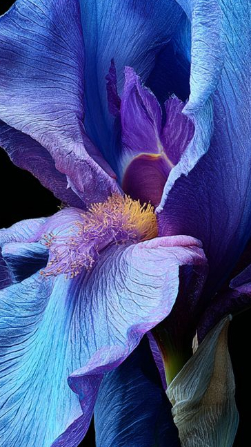 Middle notes visual: Amber,Iris,Rose