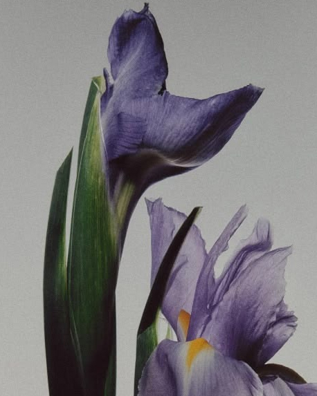 Top notes visual: Cardamom,Violet Leaf