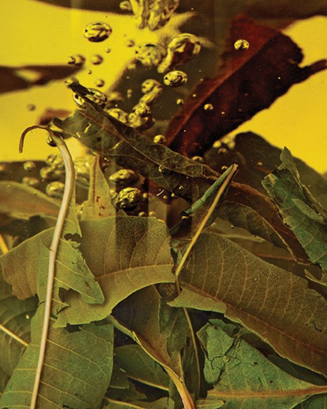 Top notes visual: Green Tea