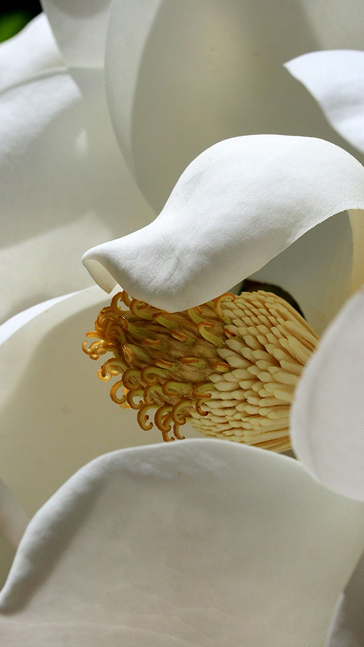 Middle notes visual: Magnolia,Pineapple