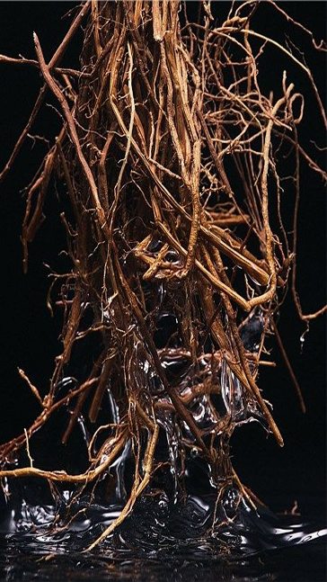 Middle notes visual: Champaca,Jasmine Sambac,Vetiver