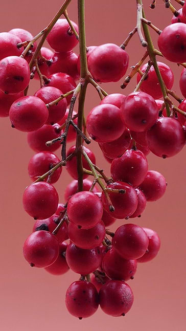 Middle notes visual: Indian Sandalwood,Jasmine Sambac,Rose Lokum
