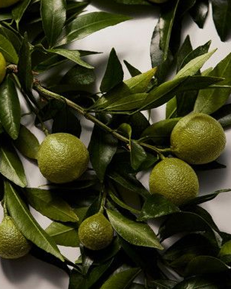 Top notes visual: Green Mandarin,Pear