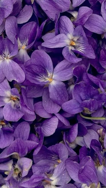 Middle notes visual: Iris,Jasmine Sambac,Mimosa,Violet