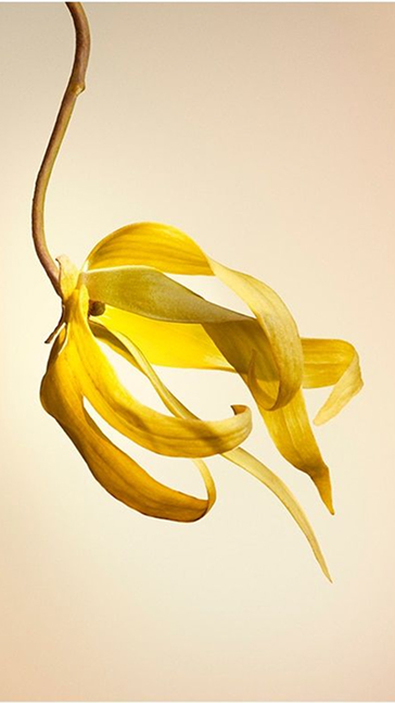 Middle notes visual: Geranium,Palisander Rosewood,Ylang Ylang