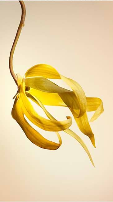 Middle notes visual: Geranium,Palisander Rosewood,Ylang Ylang