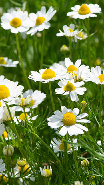 Middle notes visual: Chamomile,Lemongrass,Verbena