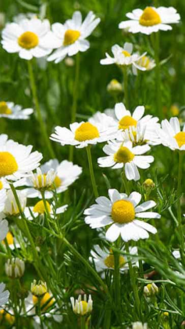 Middle notes visual: Chamomile,Lemongrass,Verbena