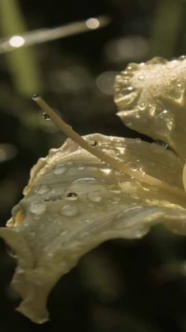 Middle notes visual: Cypress,Hyssop,Myrtle,Pepper