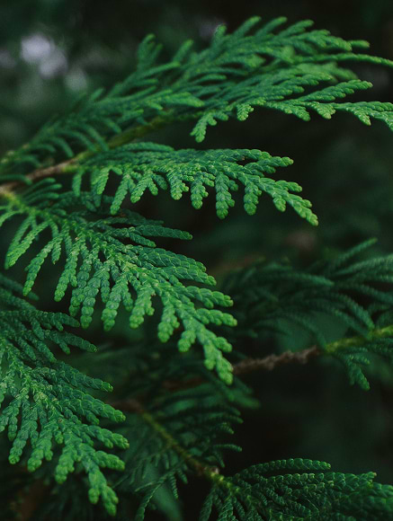 Base notes visual: Cedar,Elemi Resin,Guaiac Wood,Musk,Tonka Bean,Vetiver