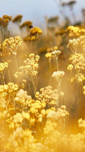 Middle notes visual: Immortelle,Osmanthus,Peru Balsam