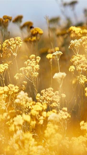 Middle notes visual: Immortelle,Osmanthus,Peru Balsam