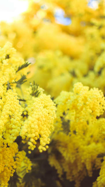 Middle notes visual: Mimosa