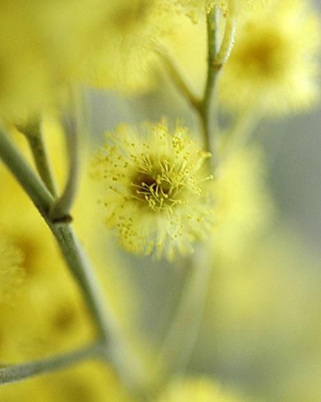 Top notes visual: Mimosa and Cardamon