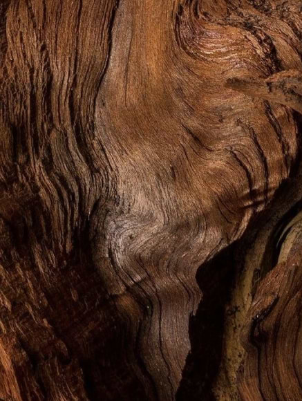 Base notes visual: Animalic Accord,Birch Tar,Indian Oud,Oud Roots Trat