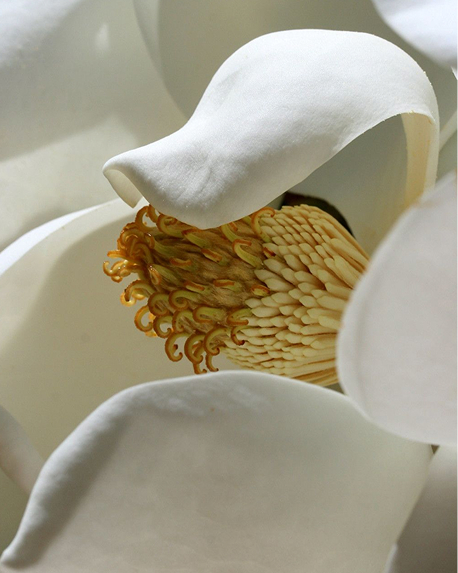 Top notes visual: Frangipani,Magnolia