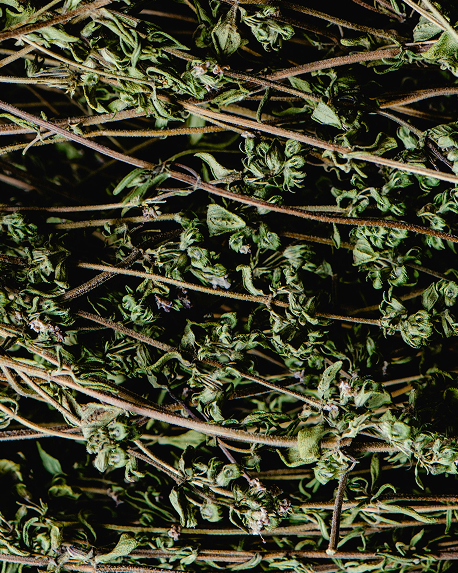 Top notes visual: Basil,Bergamot,Cardamom,Thyme