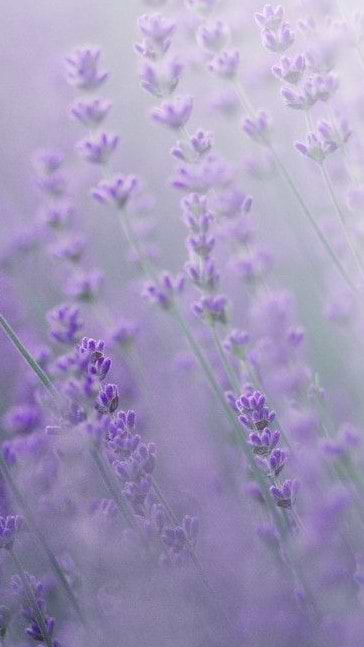 Middle notes visual: Davana,Lavender,Rhubarb