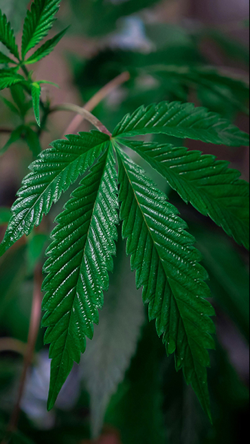 Middle notes visual: Angelica,Cannabis