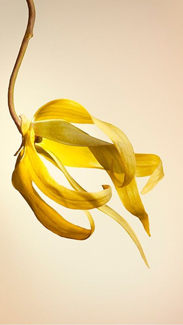 Middle notes visual: 